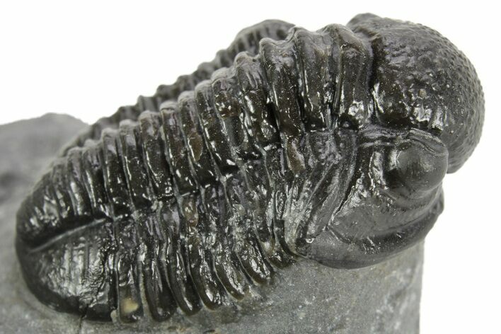 Detailed Gerastos Trilobite Fossil - Morocco #377254